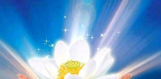 Pratique 8 – Je partage ma Volonté avec tous les Êtres